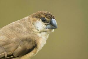 pájaro fotografía, pájaro fotos, la mayoría hermosa pájaro fotografía, naturaleza fotografía foto