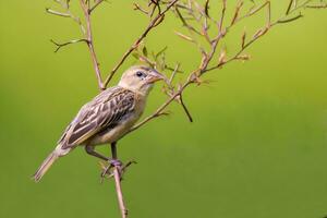 Bird Photography,Bird Pictures,Most Beautiful Bird Photography, Nature Photography photo