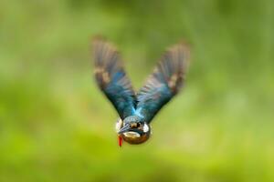 pájaro fotografía, pájaro fotos, la mayoría hermosa pájaro fotografía, naturaleza fotografía foto