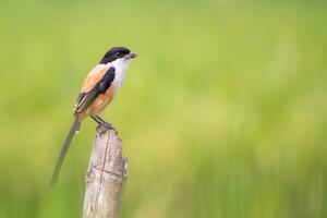 pájaro fotografía, pájaro fotos, la mayoría hermosa pájaro fotografía, naturaleza fotografía foto