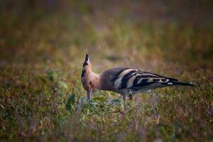 pájaro fotografía, pájaro fotos, la mayoría hermosa pájaro fotografía, naturaleza fotografía foto