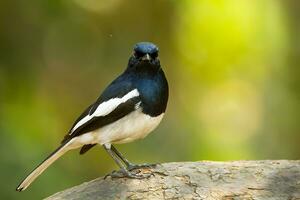 pájaro fotografía, pájaro fotos, la mayoría hermosa pájaro fotografía, naturaleza fotografía foto