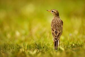 pájaro fotografía, pájaro fotos, la mayoría hermosa pájaro fotografía, naturaleza fotografía foto