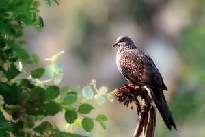 pájaro fotografía, pájaro fotos, la mayoría hermosa pájaro fotografía, naturaleza fotografía foto