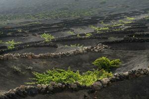 La Geria in Lanzarote photo