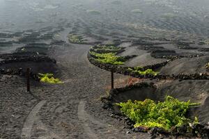 La Geria in Lanzarote photo