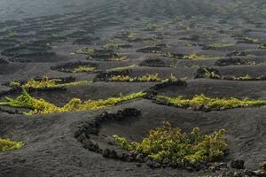 La Geria in Lanzarote photo