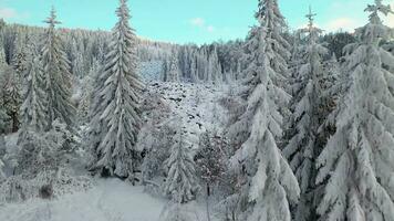 antenn se av en snöig skog med träd video