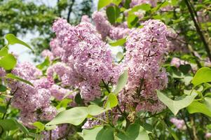 de cerca de floreciente púrpura lila flores a primavera. Fresco lila ramas florecer a ciudad parque. Violeta lila flor en el arbusto a jardín. ramo de flores de púrpura flores foto