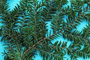 Green spruce branch on blue background with copy space. Christmas tree decoration. New year, winter holiday card. Fir, pine twig. Nature minimal concept photo