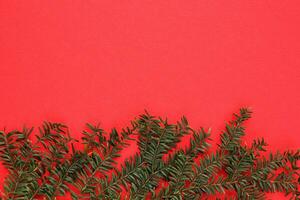 Green spruce branch on red background with copy space. Christmas tree decoration. New year, winter holiday card. Fir, pine twig. Nature minimal concept photo