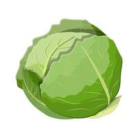 Fresh cabbage with green leaves. Cabbage isolated on white background. Organic healthy food. Vegetarian nutrition. Vector illustration in flat style