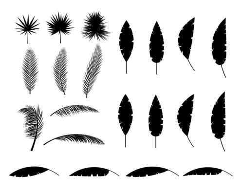 Tropical leaves silhouette. Jungle leaves set. Coconut palm, monstera, fan palm, rhapis, banana tree. Natural leaf, exotic branches tree. Vector illustration in flat style