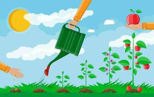 Growth of plant, from sprout to fruit. Planting tree. Seedling gardening plant. Timeline. Grass, sky with clouds and sun. Flat style vector illustration.