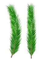 Green lush spruce branch. Evergreen tree, fir branches. Happy new year decoration. Merry christmas holiday. New year and xmas celebration. Vector illustration in flat style