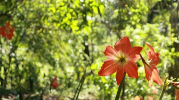 Hippeastrum puniceum in full bloom is very beautiful. Flowers on a Hippeastrum puniceum or Barbados lily growing in a garden photo