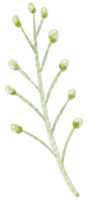 Aquarell Gypsophila klein Blume png