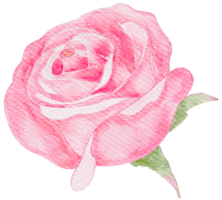 acquerello rosa rosa png