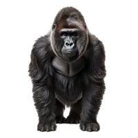 ai gegenereerd gorilla geïsoleerd Aan transparant achtergrond ,generatief ai png