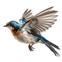 AI generated flying swallow isolated on transparent background ,swallow bird png ,generative ai