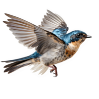 AI generated flying swallow isolated on transparent background ,swallow bird png ,generative ai