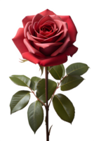 AI generated a sprig of red rose isolated on a transparent background ,generative ai png