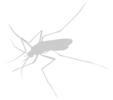 Mosquito Silhouette, can use for Art Illustration Pictogram, Website, and Graphic Design Element. Format PNG