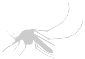 Mosquito Silhouette, can use for Art Illustration Pictogram, Website, and Graphic Design Element. Format PNG