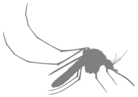 Mosquito Silhouette, can use for Art Illustration Pictogram, Website, and Graphic Design Element. Format PNG