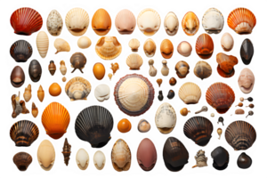 AI generated collection of seashells isolated on transparent background ,top view ,generative ai png