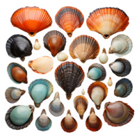 AI generated collection of seashells isolated on transparent background ,top view ,generative ai png