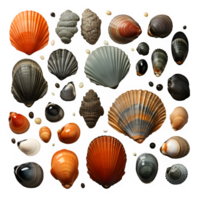 AI generated collection of seashells isolated on transparent background ,top view ,generative ai png