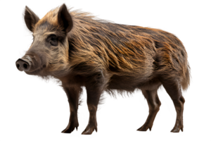 AI generated wild boar side view isolated on transparent background ,generative ai png