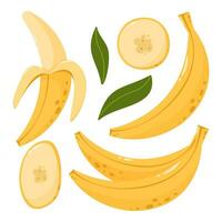 Banana fruit set, vector illustration. Slices and whole summer tropical fruits, graphic design elements. Cartoon flat style