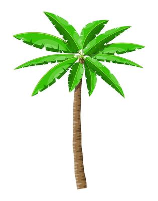 Tropical green palm. Jungle leaves. Coconut palm, monstera, fan palm, rhapis. Natural leaf, exotic branches tree. Vector illustration in flat style