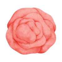 Aquarell rot Rose auf transparent Hintergrund png