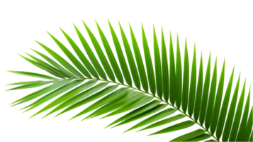 AI generated coconut palm leaves png