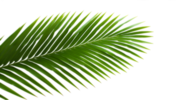 AI generated coconut palm leaves png