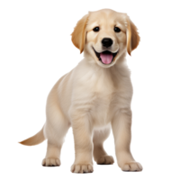 AI generated An innocent Golden Retriever puppy stands attentively, its soft fur and gentle eyes radiating pure cuteness on a white background. png