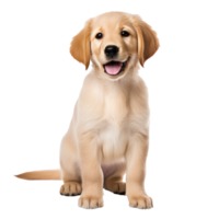 AI generated An innocent Golden Retriever puppy stands attentively, its soft fur and gentle eyes radiating pure cuteness on a white background. png