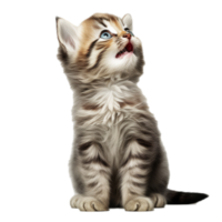 AI generated An adorable fluffy kitten looks up with wide blue eyes, mouth open in a meow, on a transparent background. png