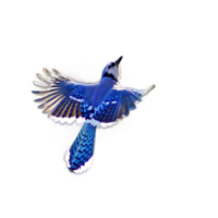 en volant oiseau png