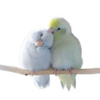 weinig schattig liefde vogelstand png