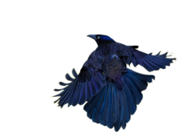 en volant oiseau png