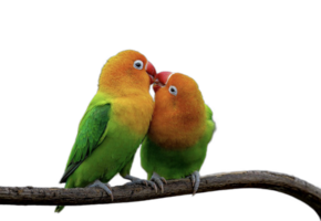pequeño linda amor aves png