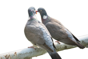 pair of duck birds png