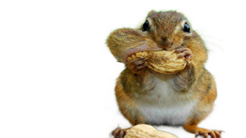 Rat eating food png