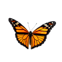 AI generated Graceful Butterfly in Side View Isolated on  Transparent Background png