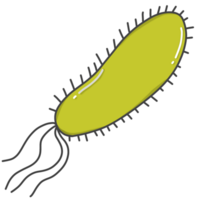 ilustração do bactérias chamado e. coli. png