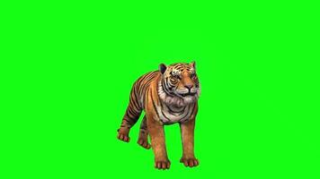 gratuito verde schermo tigre 4k video modello